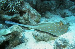 20021008_1_Shaab_Sharm_0011